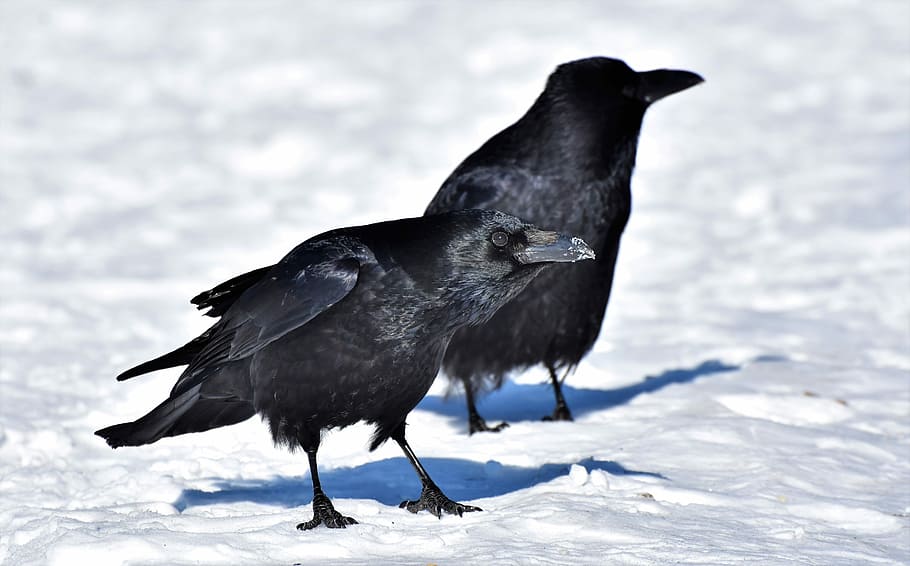 two black crows standing of white snow field during daytime, raven