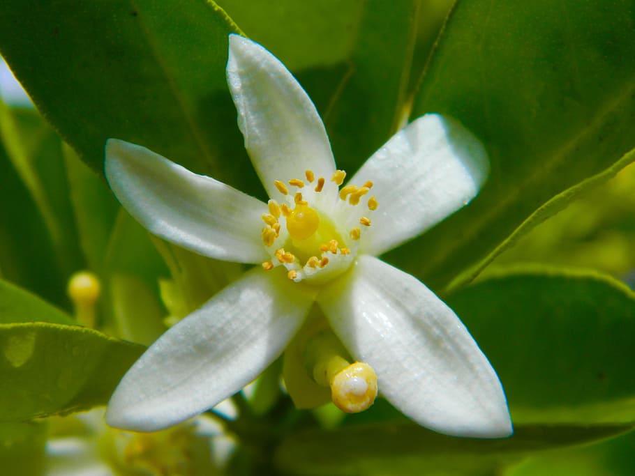 Lime, White Flower, lime flower, green, nature, leaf, yellow HD wallpaper
