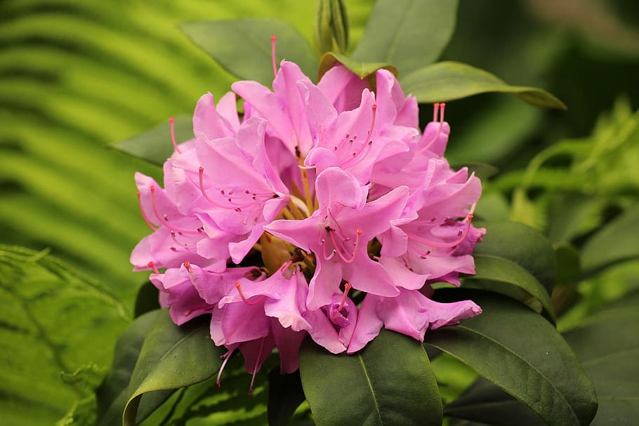 selective focus photography of pink rhododendron flowers, flowering HD wallpaper