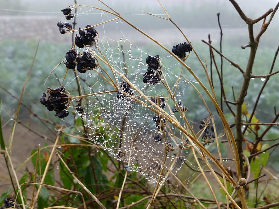 brittany, landscape, cobweb, dewdrop, autumn mood, spin, network HD wallpaper