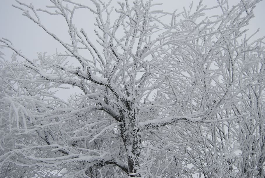 wintry, tree, snow, winter mood, cold temperature, plant, branch HD wallpaper