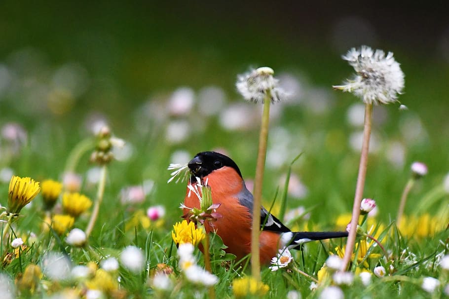 bullfinch, food, eat, gimpel, red, bird, males, animal, nature, HD wallpaper