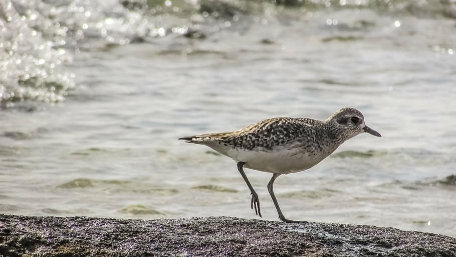 stint, grey, seabird, migratory, nature, wild, fauna, ecosystem HD wallpaper