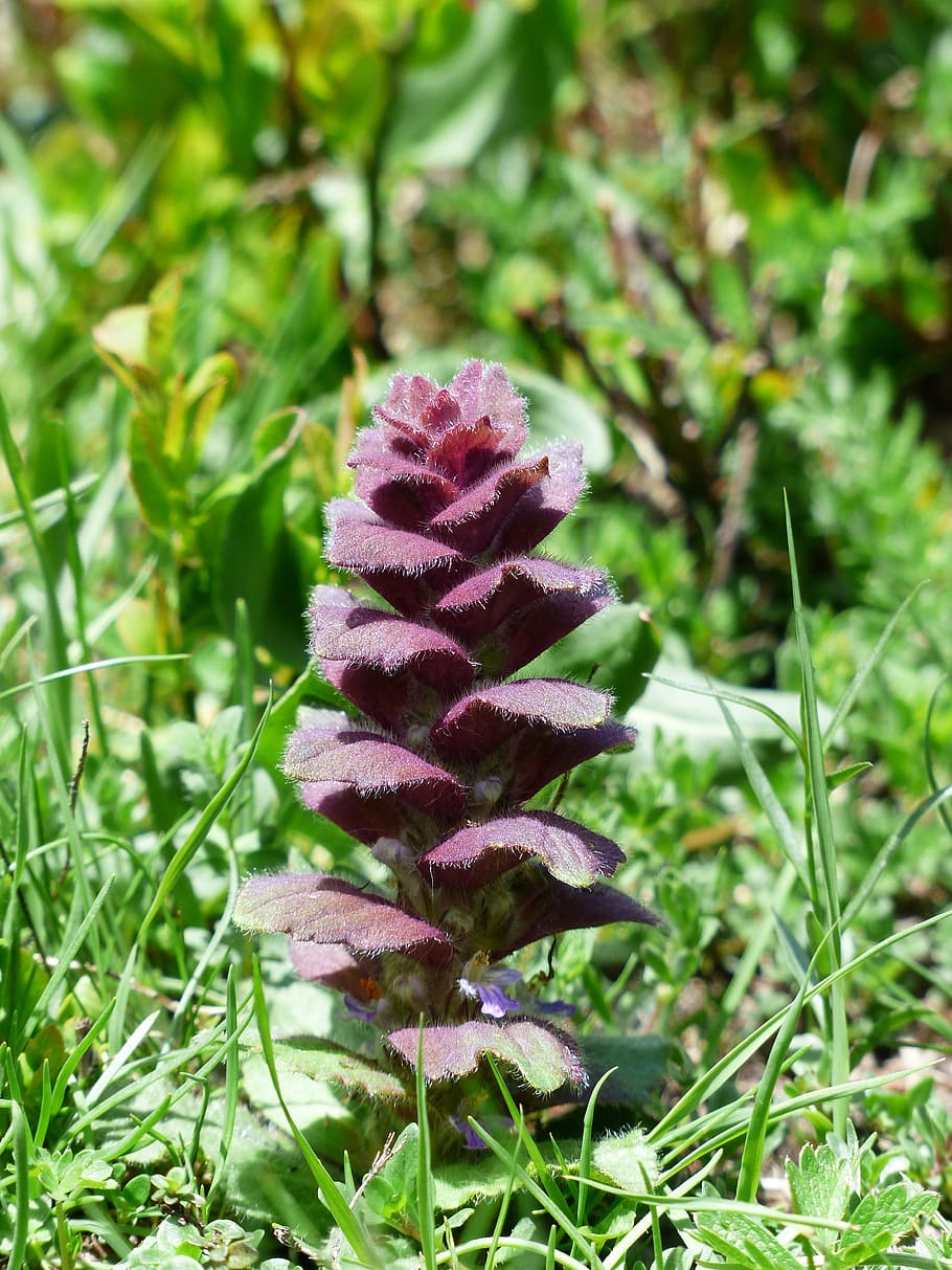 pyramidalis, bugle, flower, plant, reddish, ajuga pyramidalis l