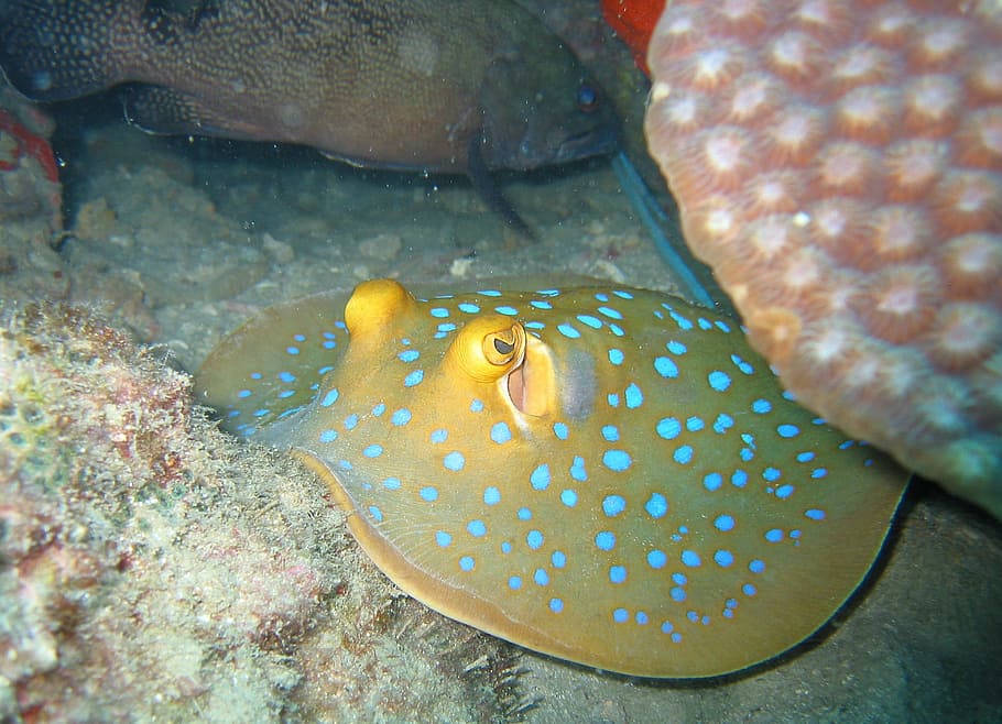 blue spotted stingray, fish, reef, ocean, underwater, tropical HD wallpaper