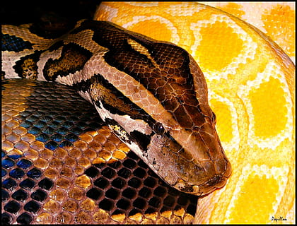 Python, Snakes, black yellow, animal, enlarge view, head, snakehead HD wallpaper
