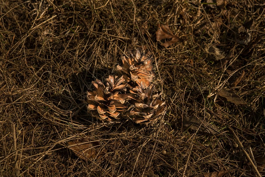 pine cones, tap, dry, brown, ornament, decoration, background HD wallpaper