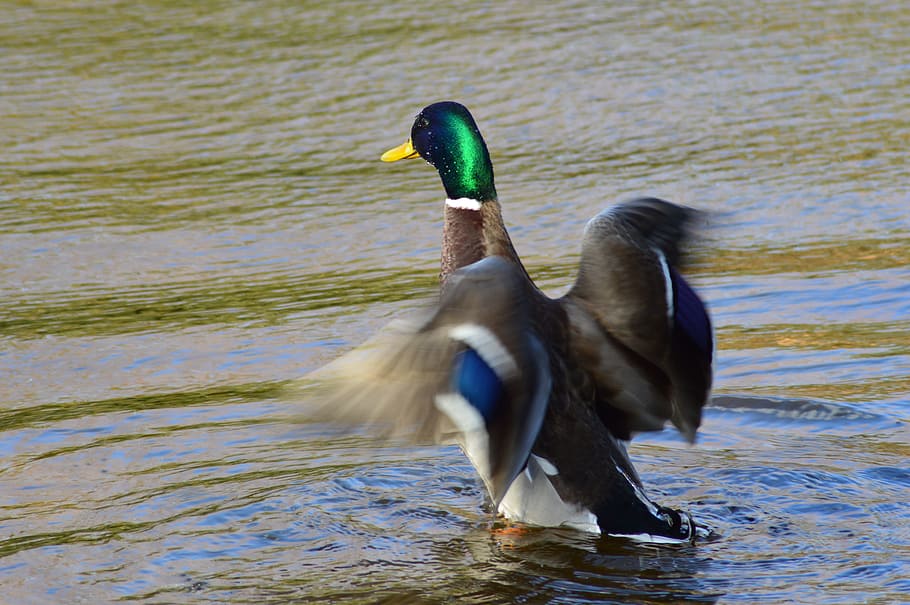 Wild Ducks, Bird, Water, animals in the wild, lake, animal themes HD wallpaper