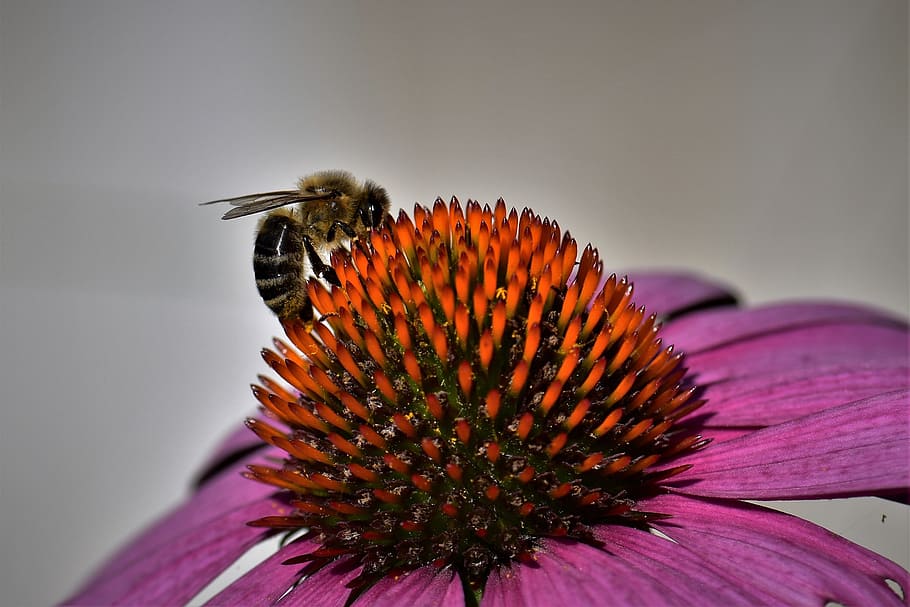 echinacea, bee, blossom, bloom, flower, insect, sun hat, nature, HD wallpaper