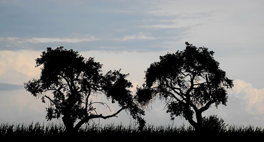 trees, silhouettes, clouds, plant, sky, beauty in nature, tranquility HD wallpaper