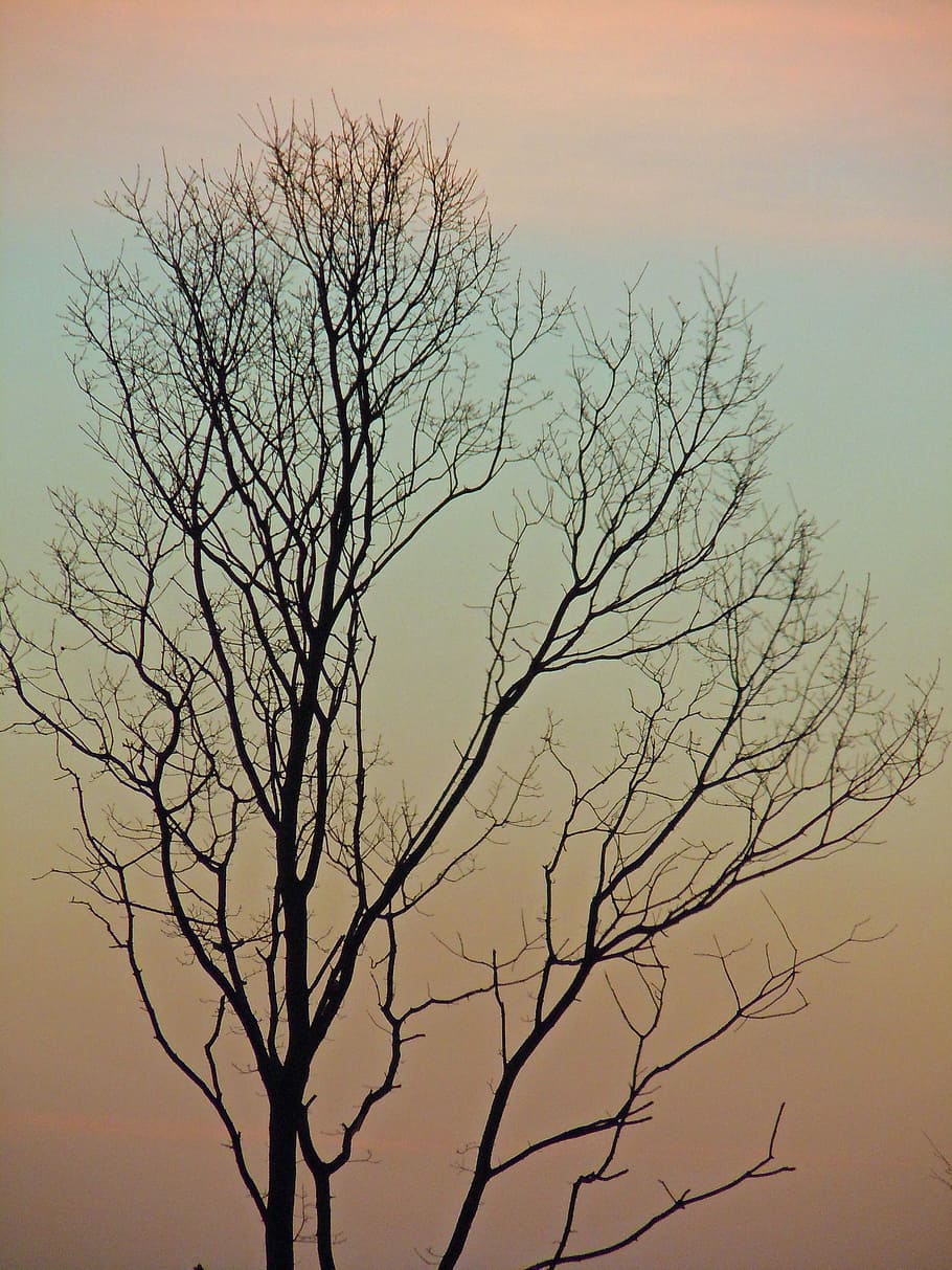 tree, log, silhouette, aesthetic, kahl, morgenrot, morgenstimmung HD wallpaper