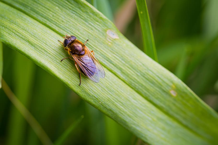 fly, insect, moor, wing, nature, animals, macro, leaf, butterfly HD wallpaper