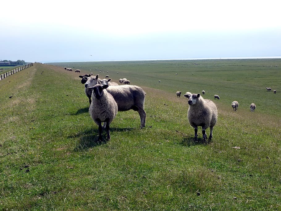 sheep, deichschaf, dike, rest, flock of sheep, animal, animals HD wallpaper