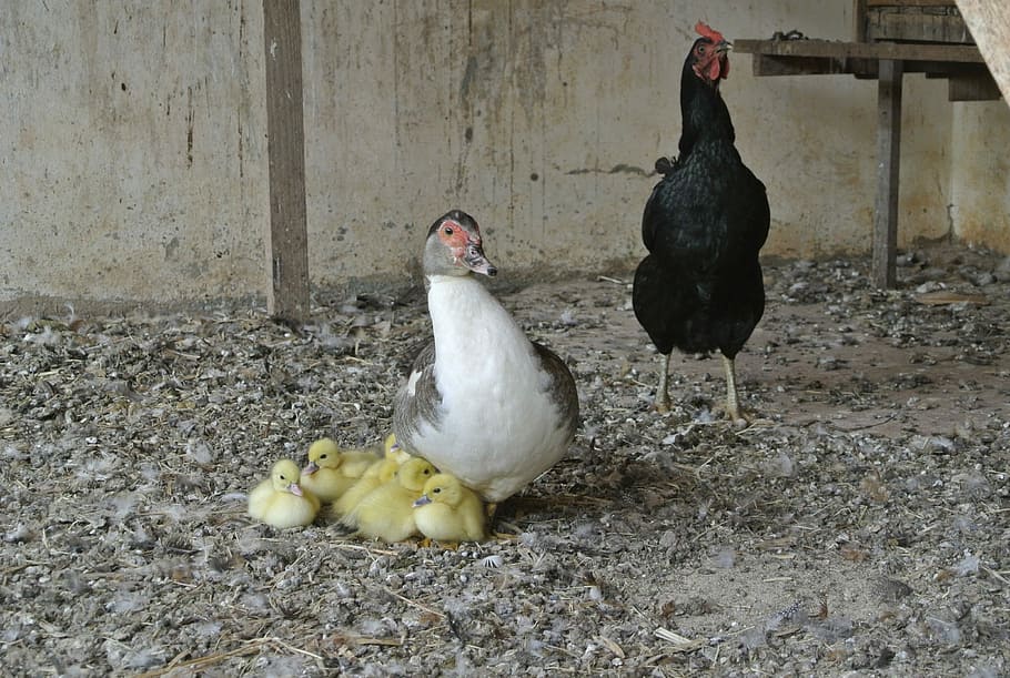 Duck, Paw, Chicken, bird, chicken - bird, livestock, domestic animals HD wallpaper