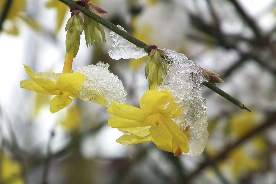 jasmin, winter, ice, flower, snow, yellow, plant, close-up HD wallpaper