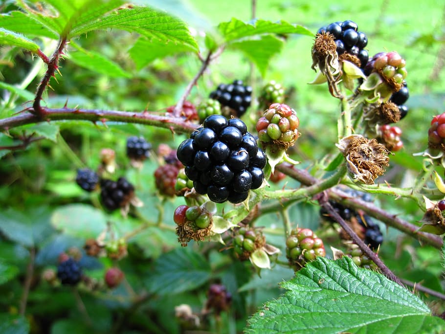 blackberry, blackberries, sweet, ripe, wild fruit, healthy eating HD wallpaper