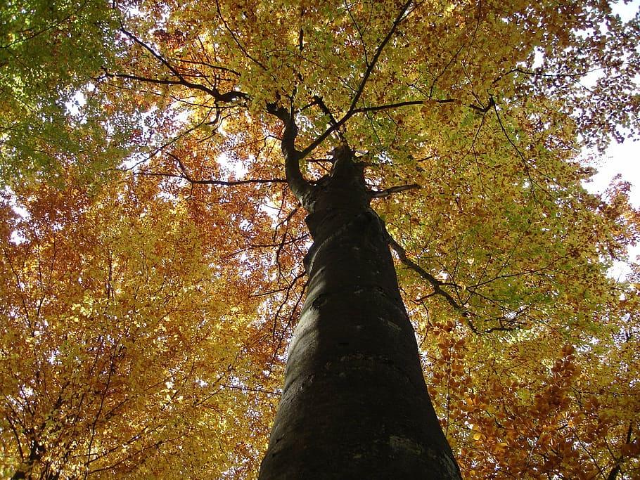 tree, log, autumn, leaf, leaves, colorful, nature, forest, outdoors HD wallpaper