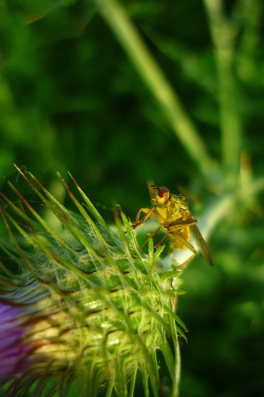 fly, yellow, manure, spring, scathophaga, stercoraria, field HD wallpaper