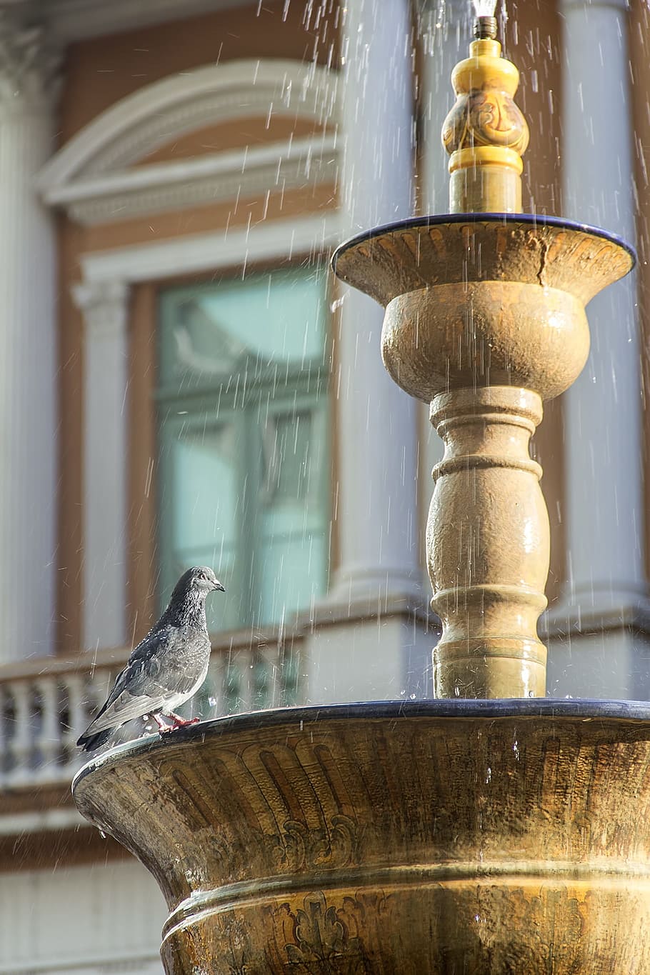 Square, Pigeon, Eventide, Old, Building, old building, agua HD wallpaper