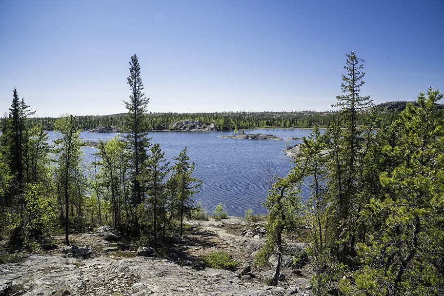 Looking at Vee Lake on a Clear Day with pine trees in Yellowknife, HD wallpaper