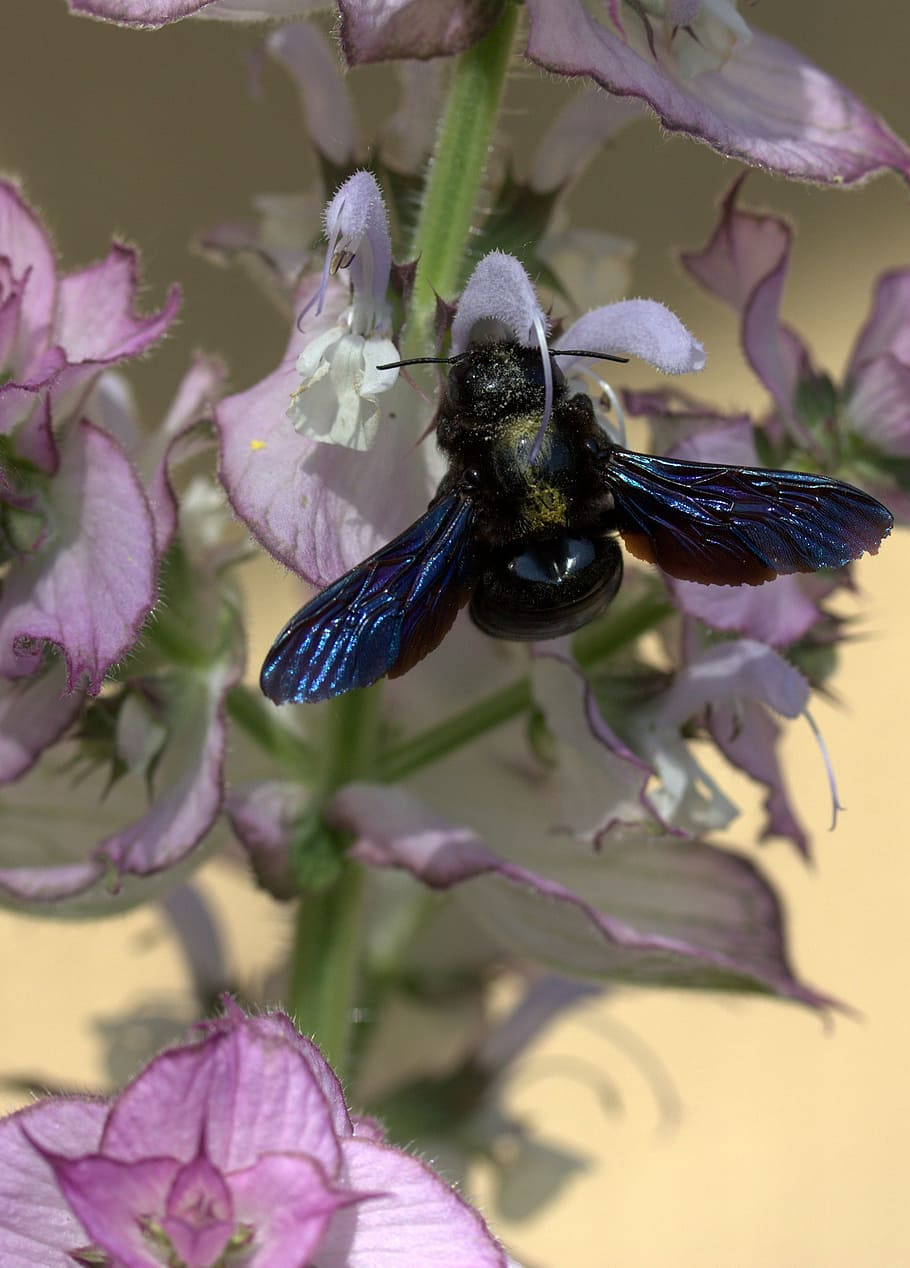 bee, flight, pollination, insecta, flower, nature, flowering plant HD wallpaper