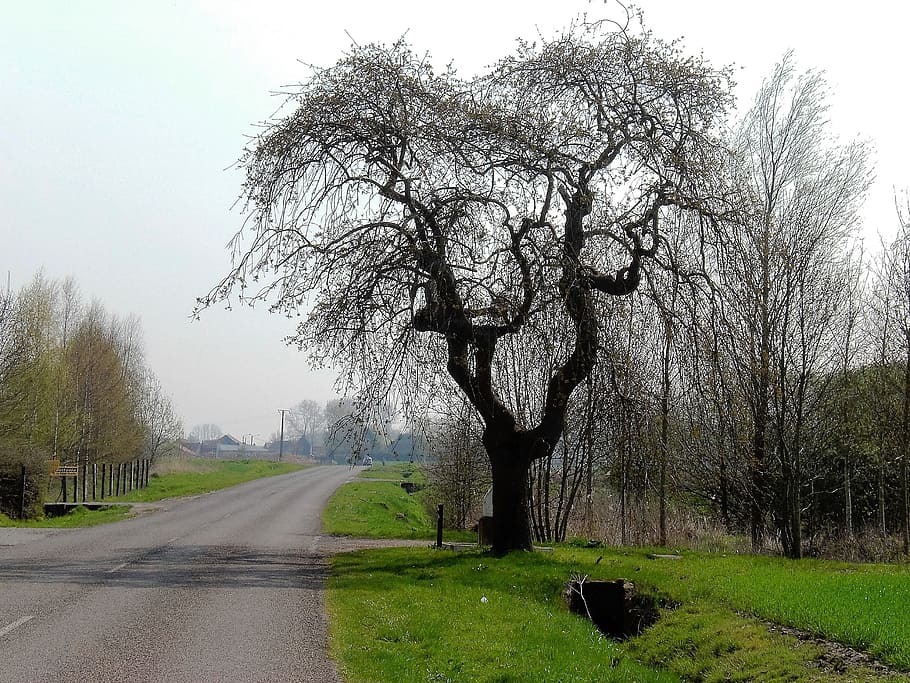 Nature, Landscape, Branches, Bald, winter, tree, road, street HD wallpaper