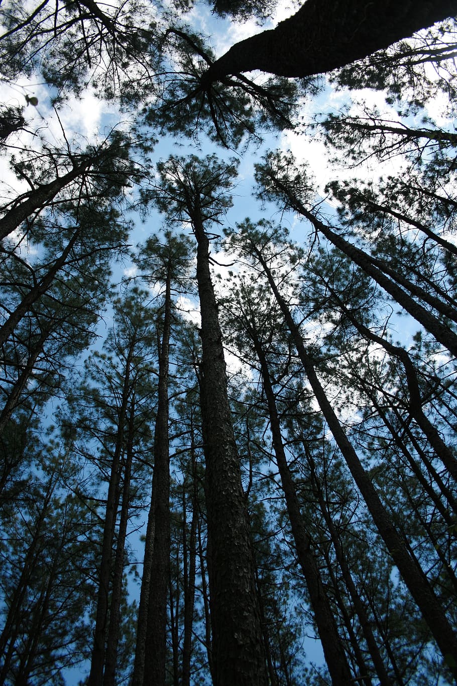 forest, sky, pine trees, nature, cloud, blue, pines, plant HD wallpaper