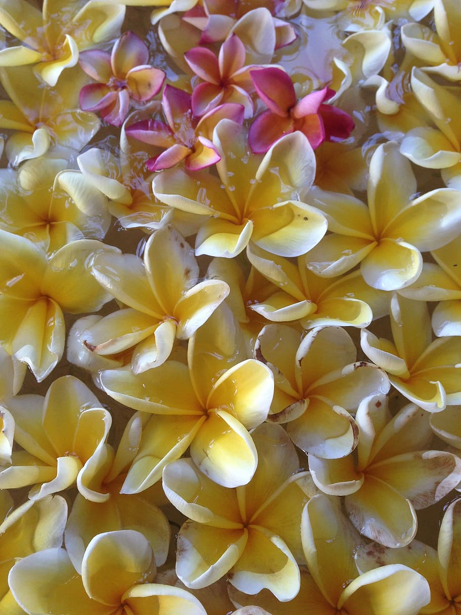 Este, Frangipani, Gorgeous, full frame, backgrounds, yellow HD wallpaper