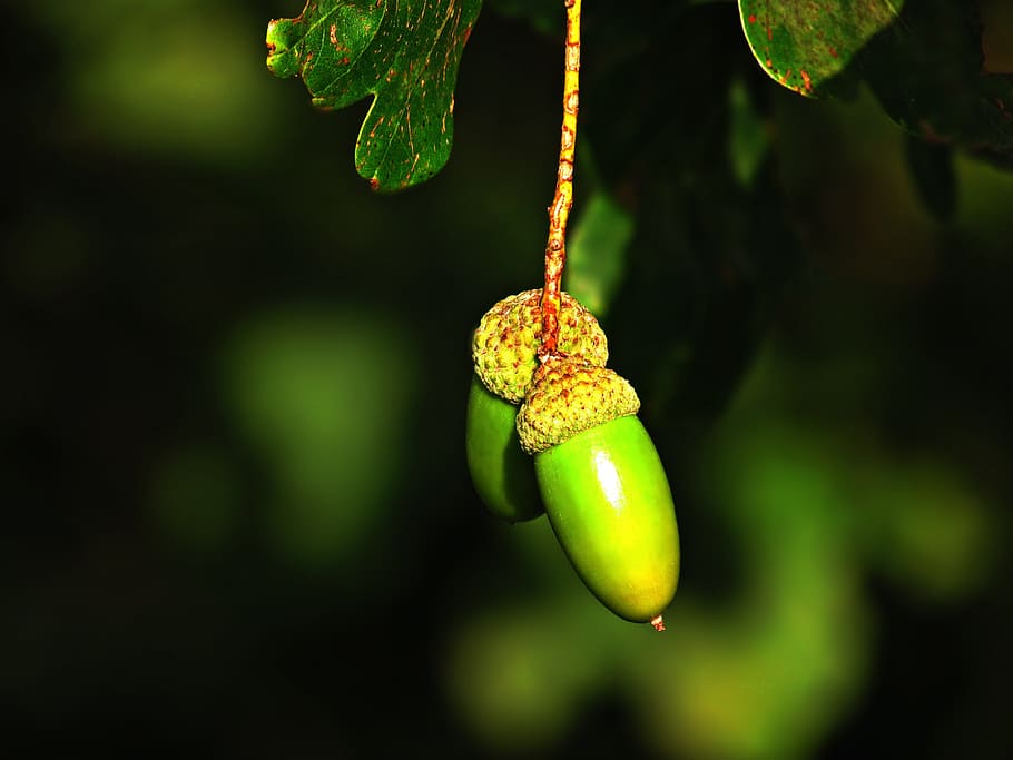 acorn, fruit, oak, green, autumn, tree, nature, park, acorns HD wallpaper