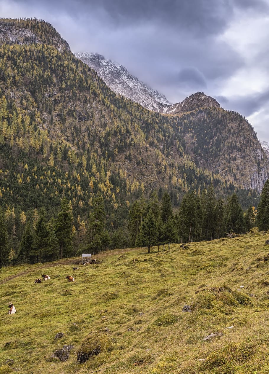 pasture, cows, mountain, alpine, bavaria, mountains, cattle HD wallpaper