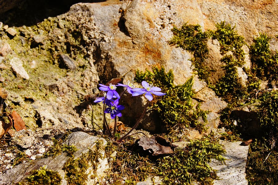hepatica, spring, purple, blossom, bloom, flower, violet, plant HD wallpaper