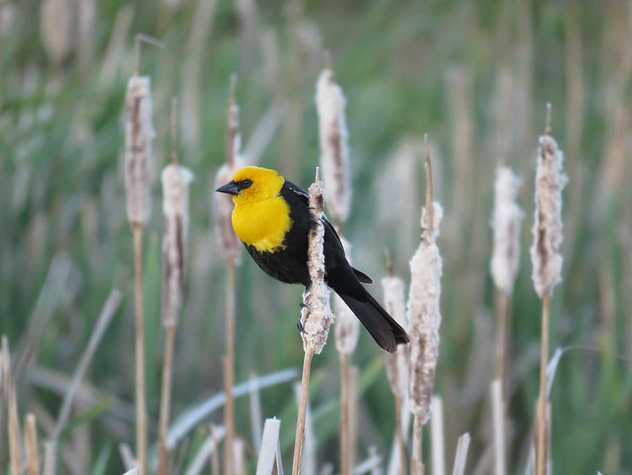 tilt shift lens photography of black and yellow bird, male yellow-headed blackbird