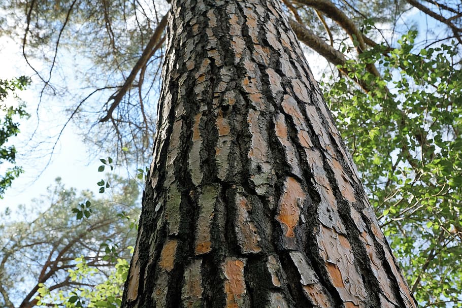spruce, tree, bark, forest, conifer, nature, fir, green, plant HD wallpaper