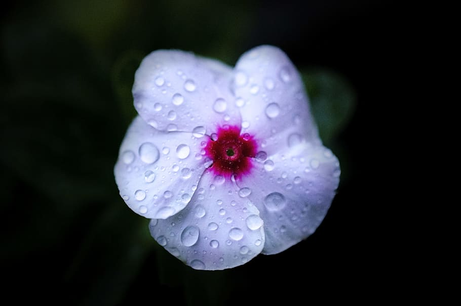 macro photo of white and pink moth flower with water drops, focused photo of white and pink flower HD wallpaper