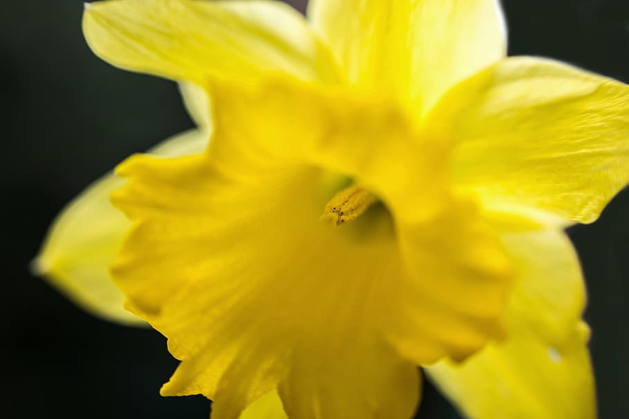 daffodil, narcissus, easter, stamp, pollen, bee pollen, calyx HD wallpaper