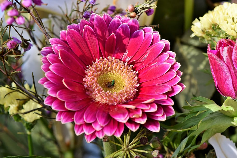 photo of pink petaled flowers, baberton, baberton daisies, daisy, HD wallpaper