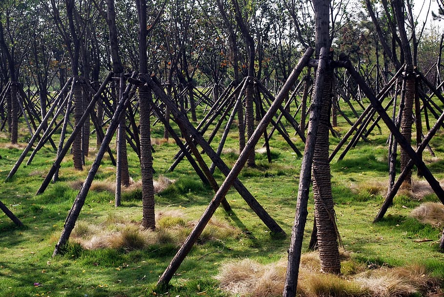 Trees, Pruning, Support, supports, environment, care, protection HD wallpaper