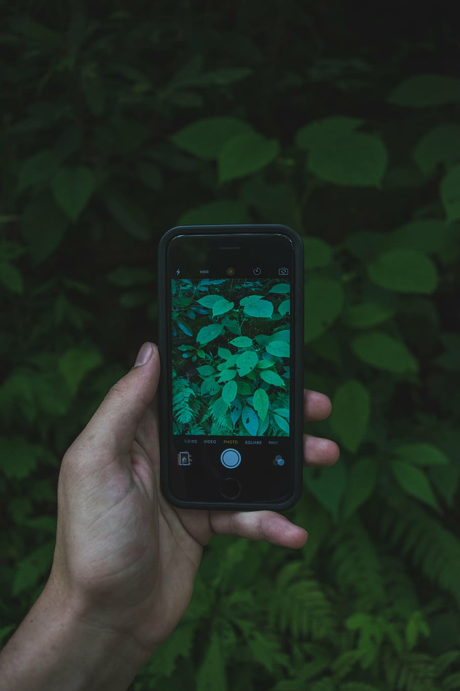 hand, iphone, leaves, screen, smartphone, taking photo, touchscreen HD wallpaper