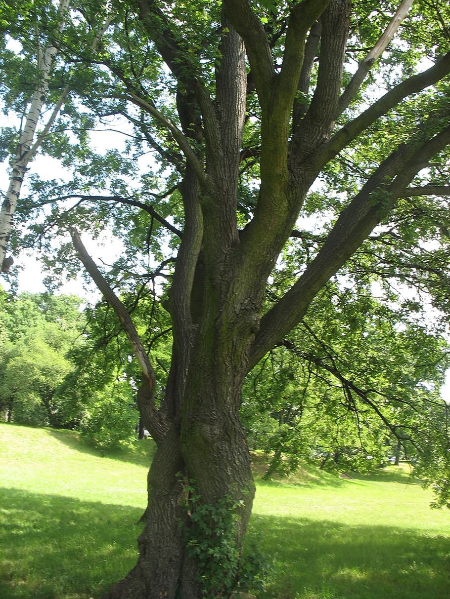 tree, meadow, polyana, plant, tree trunk, grass, green color HD wallpaper