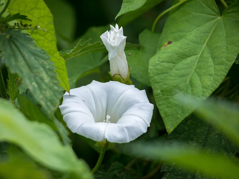 bindweed, blossom, bloom, bud, farmland-winds, wind greenhouse HD wallpaper