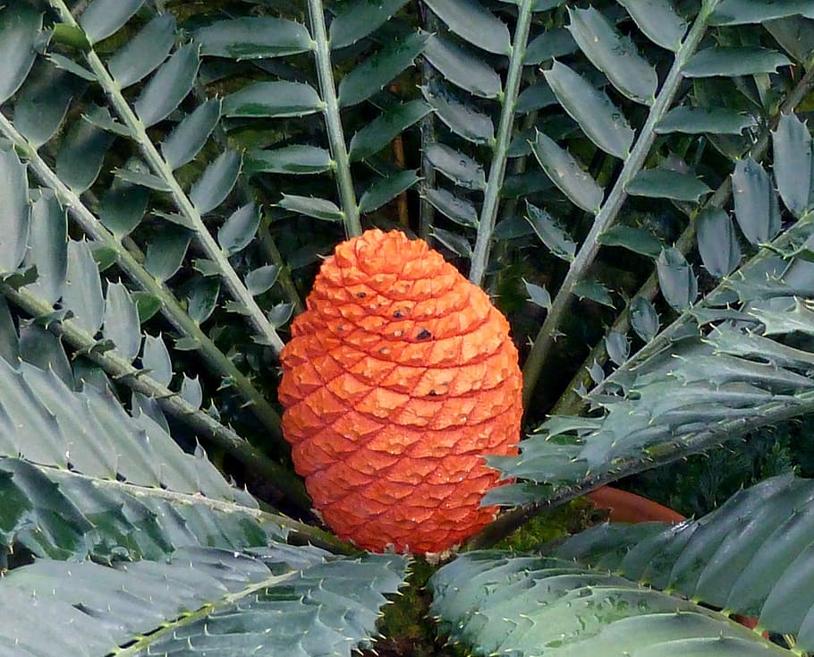 palm, tree, fruit, nature, exotic, plant, macro, growth, green color HD wallpaper