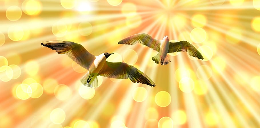 two gray birds of flight, gulls, abstract, pair, group, together HD wallpaper