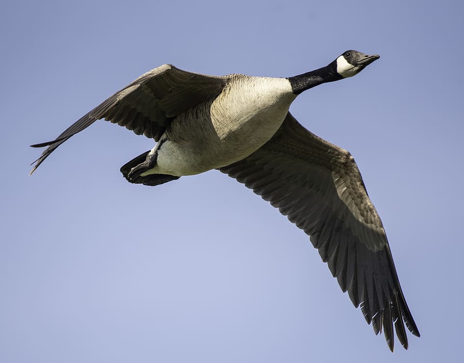 canadian goose, canadian geese, flying, flight, wildlife, bird, HD wallpaper