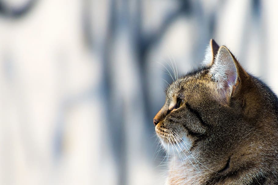 selective focus photo of brown tabby cat, close-up, feline HD wallpaper