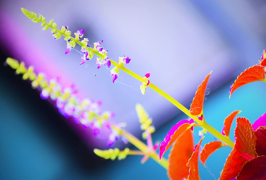 flower, nature, flora, desktop, leaf, flowering plant, beauty in nature HD wallpaper