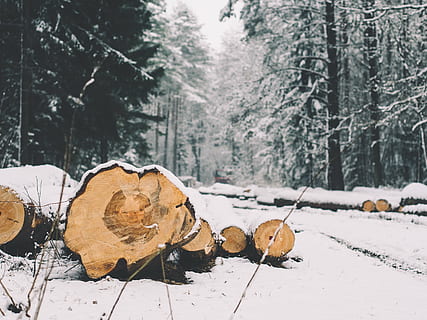 forest, logs, trees, logging, environment, cold, winter, snow HD wallpaper