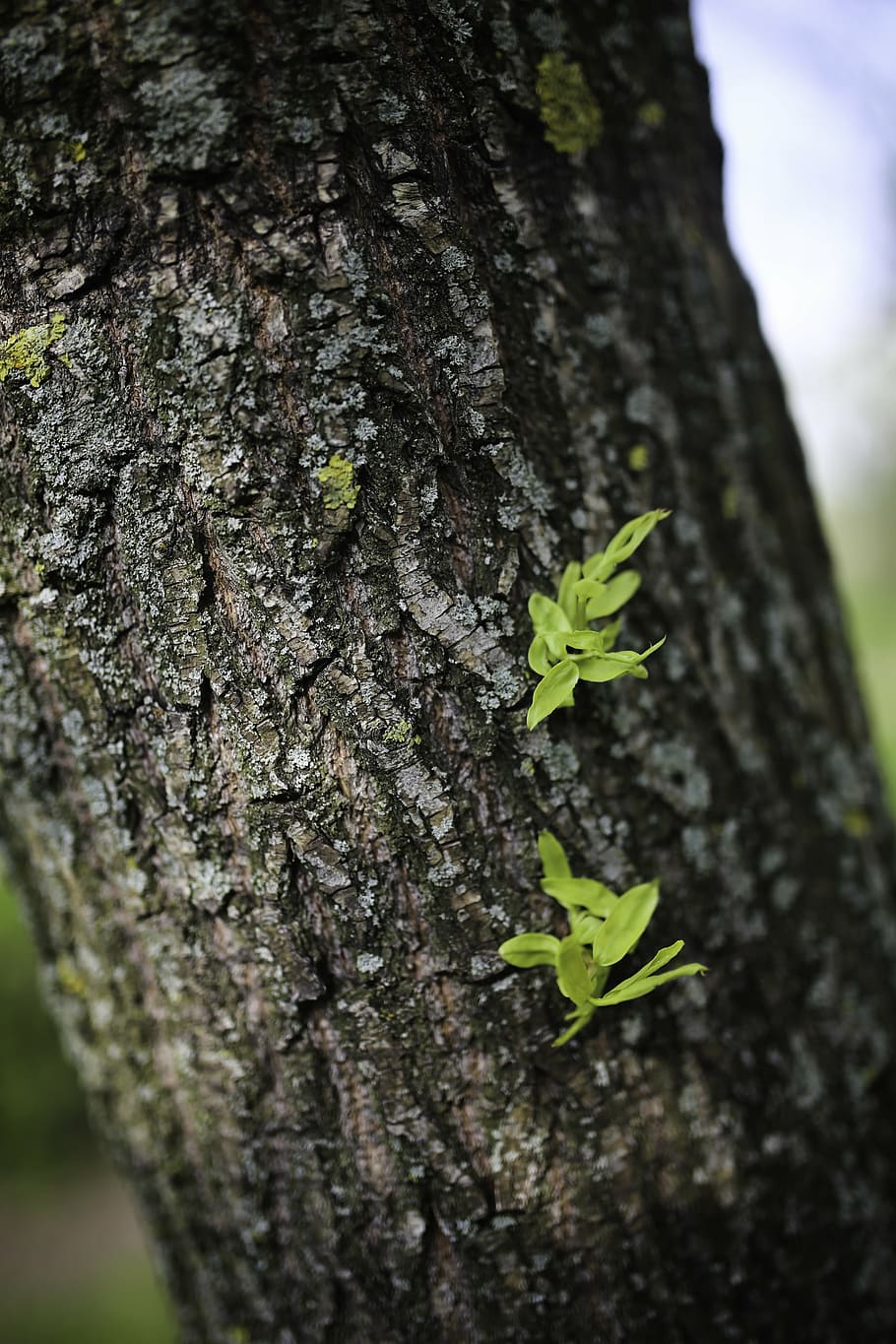 salix, chinese, willow, tree, leaf, leaves, spring, new, green HD wallpaper