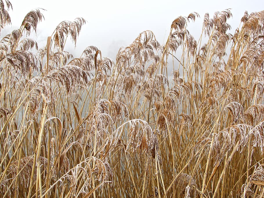 reed, pond, winter, wintry, ice, icy, frost, frosted, nature HD wallpaper