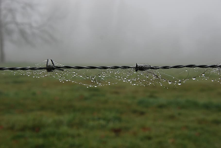 fog, mist, wet, rain, dew, drop, water, barbed wire, nature HD wallpaper