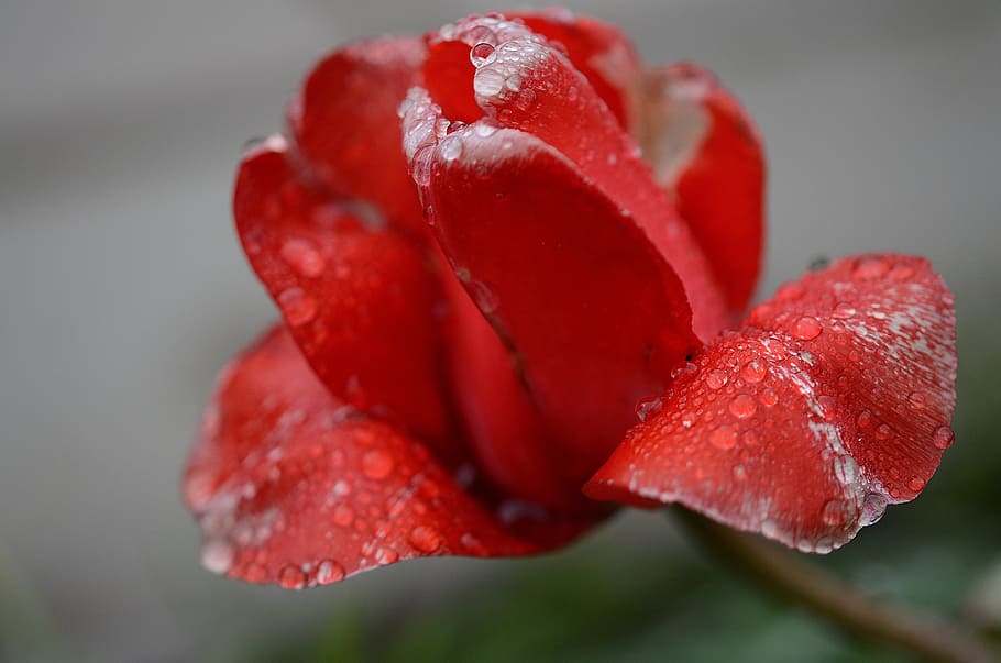 Tulip, Lily, Spring, Nature, Flowers, tulips, plant, flora HD wallpaper